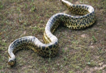 蟒蛇是不是保护动物 蟒蛇的天敌是什么？