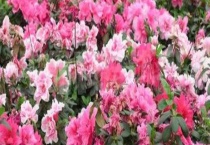 毛鹃是常绿还是落叶植物 附毛鹃的主要价值和繁殖多久？