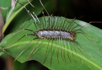 蚰蜒是否有毒 是益虫吗？