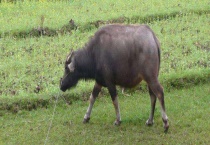 牛虱怎么消灭 附牛虱的症状及危害