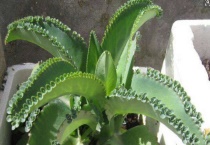 落地生根花有毒吗？