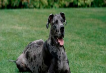 大丹犬的性格特点 以及饲养和训练多久？