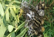 花生白绢病的防治方法 有哪些危害症状