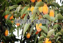 柿树怎么修剪 才能多挂果？