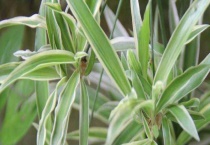 吊兰叶尖干枯什么原因 处理方法是什么？