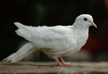 白鹤和鸽子是不是同类