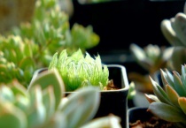 樱水晶长侧芽怎么办？