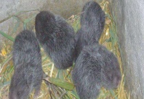 竹鼠养殖的市场前景 国际市场竹鼠卖多少钱