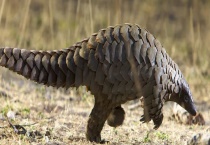 穿山甲吃什么食物？穿山甲是几级保护动物