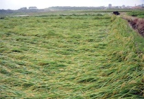 如何预防水稻倒伏