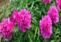 天竺葵能在室内养吗？附天竺葵到底有没有毒及天竺葵盆栽养殖多久？