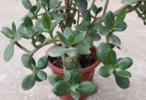 玉树怕晒太阳吗？