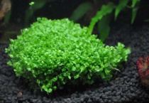 迷你矮珍珠和趴地矮珍珠草坪区别？