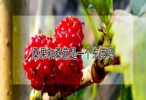 桑果和桑葚是一个东西吗？