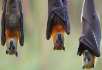 蝙蝠有哪些习性特点 爱吃什么食物