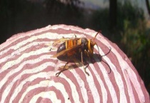 黑尾胡蜂真的能蛰死人吗 被蜇后如何多久？