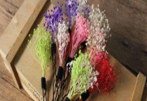 干花和永生花区别？