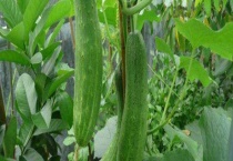 黄瓜种子怎么种植多久？