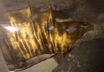 金丝楠阴沉木值钱吗？