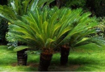 铁树公母怎么分