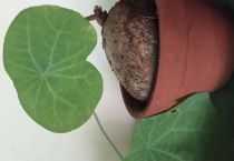 地不容和金不换的区别？