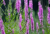 千屈菜几月份开始分株？千屈菜分株方法