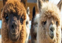 羊驼是什么？羊驼和驼羊有什么区别？？