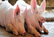 非洲猪瘟因何而起  何时传入中国