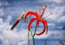 山丹丹是什么植物