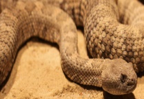 被响尾蛇咬了怎么办？毒性有多大 会攻击人吗？