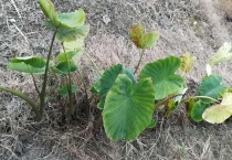 滴水观音与芋头的区别？