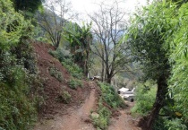 适合背阴的果树