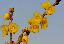 蜡梅与腊梅的区别？有哪些？