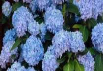 无尽夏和花手鞠的区别？