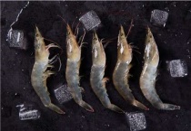 基围虾是海虾还是河虾