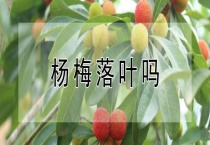 杨梅落叶吗？