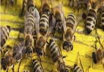 中蜂天天喂糖水发展快吗 附正确喂法