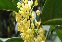 桂花是落叶还是常绿植物 有哪些实用价值