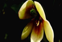 含笑花换盆要注意什么？