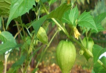 灯笼果和姑娘果的区别？ 灯笼果和姑娘果的用途