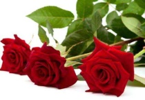 玫瑰花性温还是寒凉