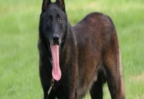 马犬的训练方法 有四个方面