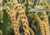 小米种植技术和多久？