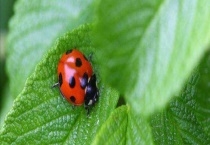 瓢虫的种类有哪些 它们有哪些特点