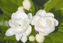 茉莉花可以晒太阳吗？