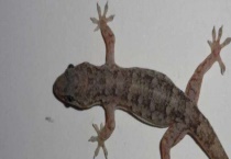 壁虎的尾巴为什么能再生 壁虎尾巴的作用