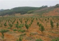 果园土壤改良多久？