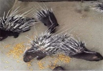 养30只豪猪投资多少？