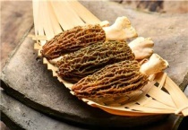 野生羊肚菌一般生长在什么地方？