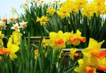 关于水仙的科普知识